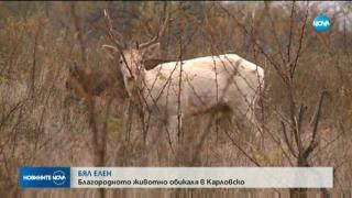 Заснеха чисто бял елен край Карлово (видео)