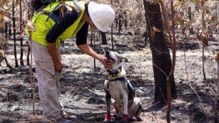 Кучета, надушващи коали, спасяват животни от пожарите в Австралия