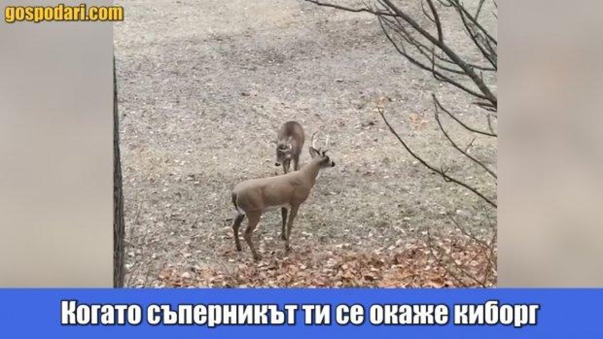 Елени в неравен сблъсък със статуи на елени (видео)