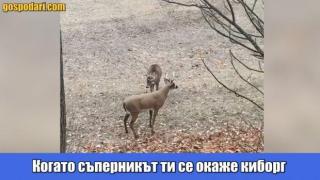 Елени в неравен сблъсък със статуи на елени (видео)