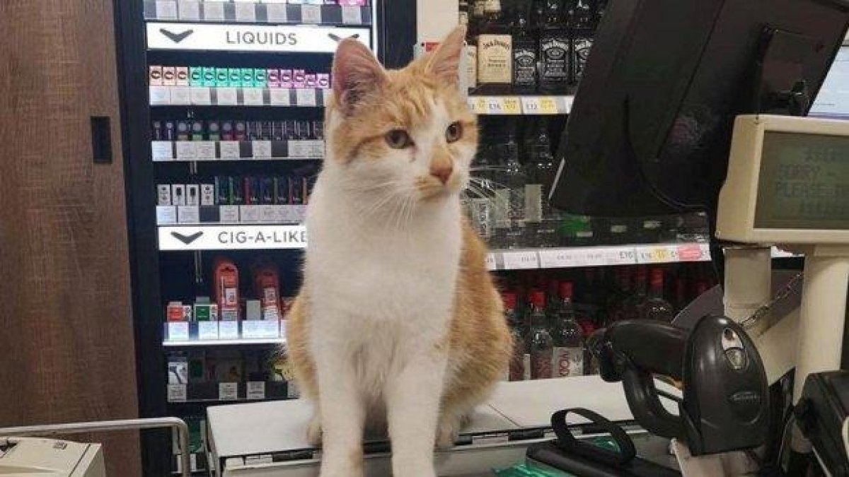 Клиенти се зарекоха да бойкотират магазин заради прогонен котарак (снимки)