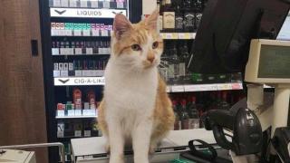 Клиенти се зарекоха да бойкотират магазин заради прогонен котарак (снимки)