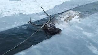 Спасиха елен, хванат в капана на замръзнала река (видео и снимки)