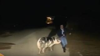 Прасе подгони гръцки репортер по време на живо предаване (видео)
