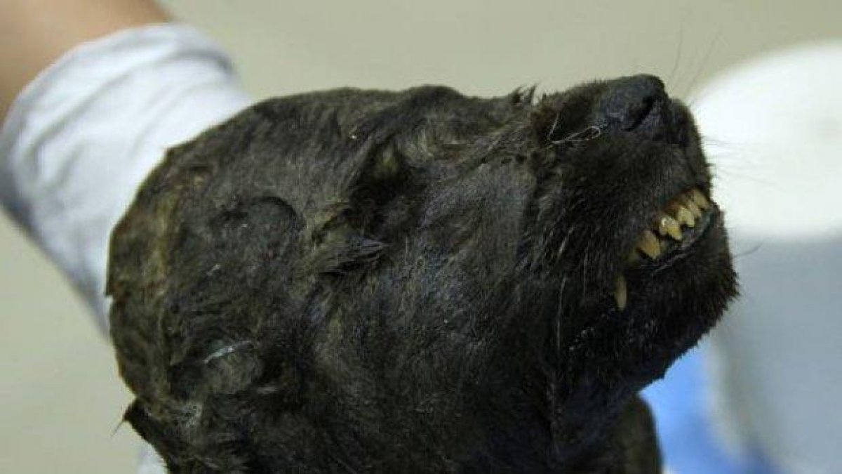 Запазено тяло на куче на 18 000 години откриха в Сибир (снимки)
