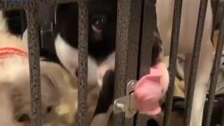 Куче успява да отвори клетката си с език (видео)