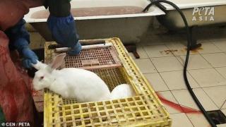 Разкриха брутални изтезания над зайци, лисици, чинчили и норки в руски ферми за кожи (видео 18+)