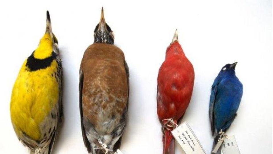 Птиците се смаляват заради глобалното затопляне, сочи проучване