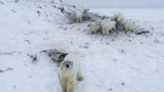 Десетки полярни мечки обсадиха село в Русия (снимки)