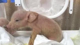 В Китай създадоха кръстоска между прасе и маймуна