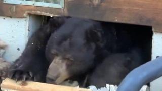 Огромна мечка заживя в мазето на къща в Калифорния (видео)