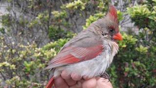  Истинска "аngry bird" с двуполово оперение предизвика сензация в социалните мрежи (снимки)