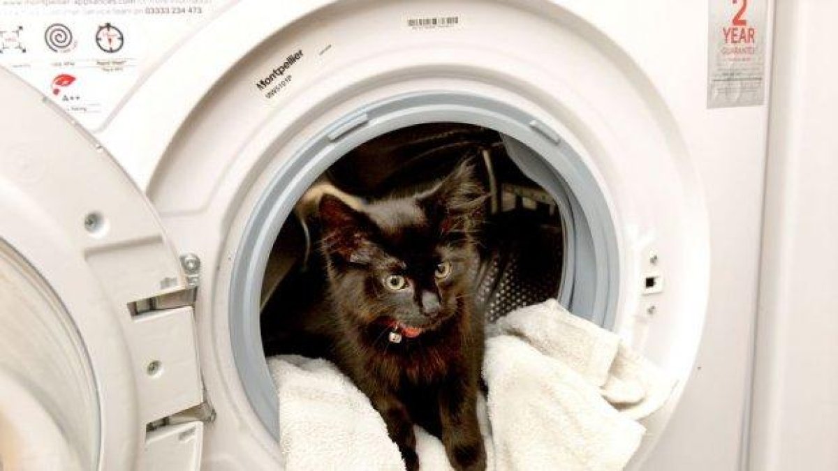 Коте оцеля след 20 минути във включена пералня (снимки)