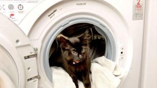 Коте оцеля след 20 минути във включена пералня (снимки)
