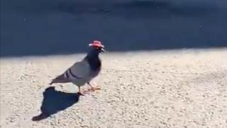 Гълъби с малки каубойски шапки бяха забелязани в Лас Вегас (видео)