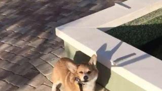 Корги отказва да приеме, че паркът е затворен за разходка (видео и снимки)