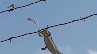 Хамелеон на бодлива ограда улавя плячката си с мълниеносна скорост (видео)