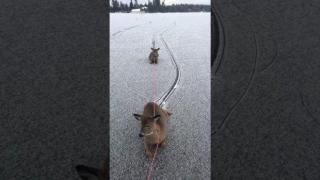 Канадец спаси семейство сърни от заледено езеро (видео)