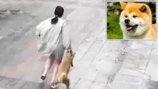 Туристки откраднаха куче посред бял ден, защото било много сладко (видео)
