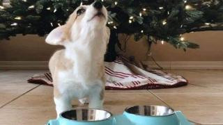 Корги надава вой всеки път щом стопанката му сложи храна в купичката (видео и снимки)