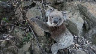 Моторист помогна на коала, изпаднала в беда на шосето  (видео)