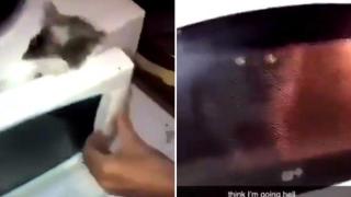 Тийнеджъри пуснаха брутално видео как пекат жива котка в микровълнова (снимки)