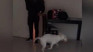 Kуче се върти бясно в кръг, за да изрази радостта си (видео)