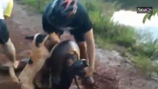 Велосипедисти спасиха куче от устата на гигантска анаконда, започнала да го поглъща (видео и снимки)