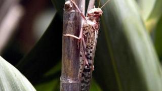 В Сомалия се борят с най-тежкото нашествие на скакалци от 25 години, като ги ядат (видео и снимки)