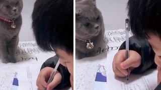 Коте строго надзирава ученик, докато си пише домашното (видео и снимки)