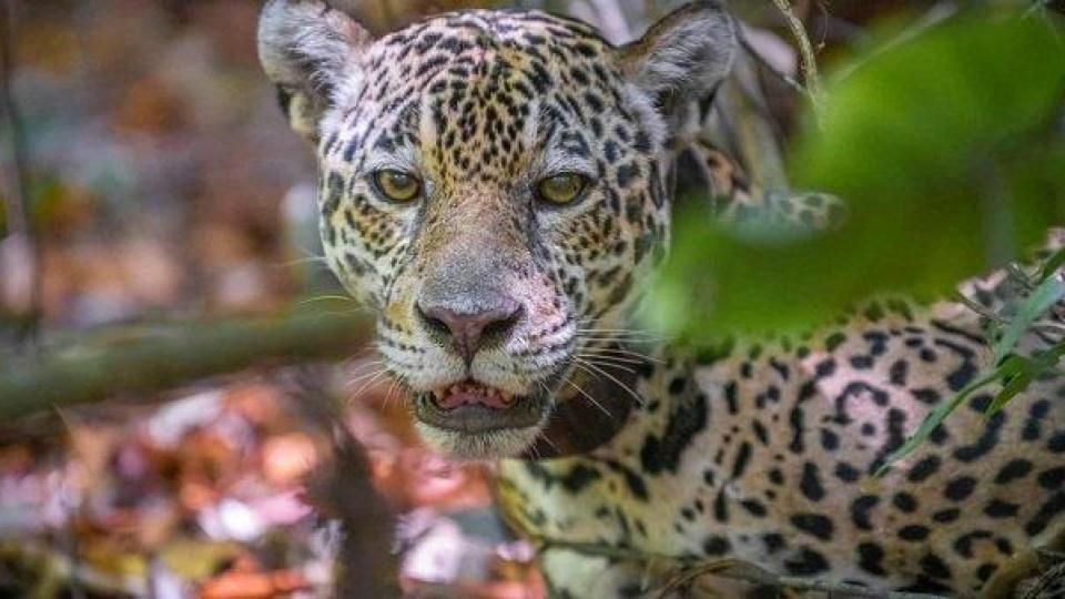 Ягуарите са принудени да ловят риба, за да оцеляват