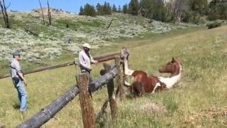 Семейство спасява див кон, заплетен в телена ограда (видео)