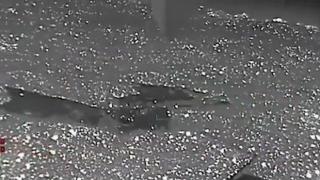 Видеозапис от термокамера разкрива мащаба на огнения ад в Австралия (видео)