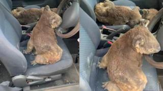 Тийнейджъри превърнаха колата си в линейка за ранени коали в Австралия (видео)