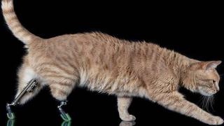 Котарак, който губи и двата си задни крака при катастрофа, стана суперзвезда (видео и снимки)