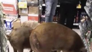 Прасета се напиха с коняк в руски супермаркет (видео и снимки)