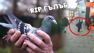Мъж се опитва да съживи гълъб, като го подхвърля във въздуха (видео)