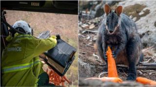 В Австралия започнаха да хвърлят зеленчуци на застрашените от бушуващите пожари животни