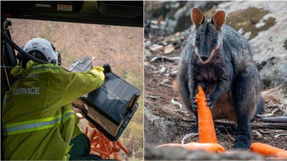 В Австралия започнаха да хвърлят зеленчуци на застрашените от бушуващите пожари животни