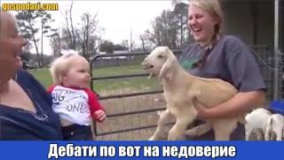 Как звучи блеенето в пленарна зала при внесен вот на недоверие (видео)