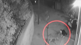 Смел котарак влиза в неравна битка срещу три койота (видео и снимки)