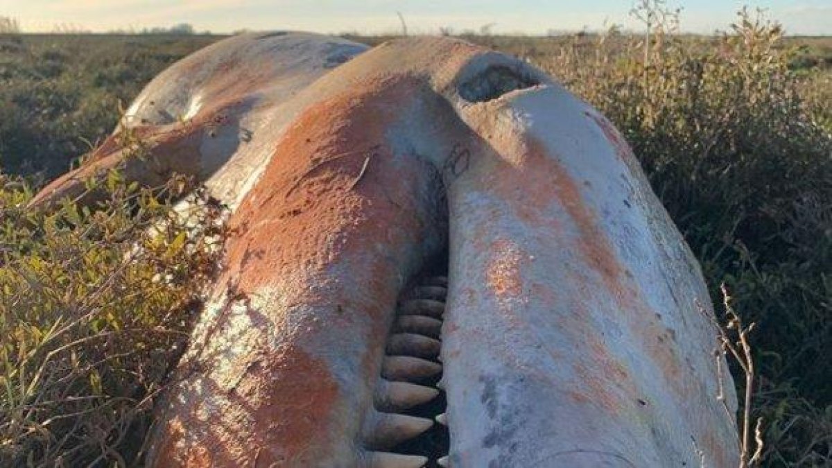 Мъртва косатка със стомах, пълен с пластмаса, изплува на английския бряг