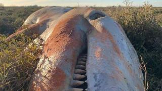 Мъртва косатка със стомах, пълен с пластмаса, изплува на английския бряг