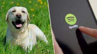 Spotify създаде успокояващи плейлисти за домашни любимци, оставени сами в къщи