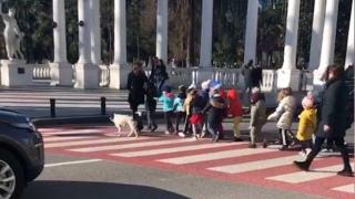 Куче спря движението с лай, за да минат деца по пешеходна пътека (видео и снимки)