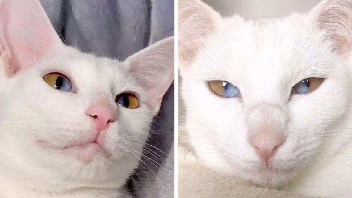 Котка с наполовина сини и кафяви очи стана хит в мрежата (снимки)