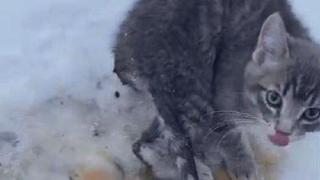 Мъж спаси три котенца със залепнали от студ лапички, използвайки топлото си кафе (видео)