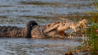 В Индонезия търсят смелчага да свали гума от врата на крокодил