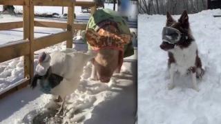 Зимните модни тенденции за... пуйки, прасета и кучета (видео)