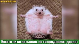 Когато винаги имаш още малко място и за десерт (видео)
